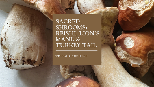🌿 Unlocking the Power of Functional Mushrooms: Turkey Tail, Lion’s Mane, Reishi